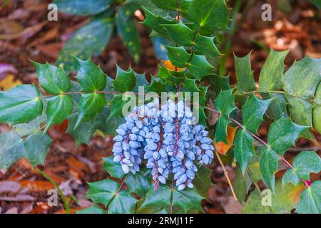 Leatherleaf Mahonia, Mahonia bealei, with blue berries, at Bellingrath Gardens near Moblie, Alabama in early spring. Stock Photo