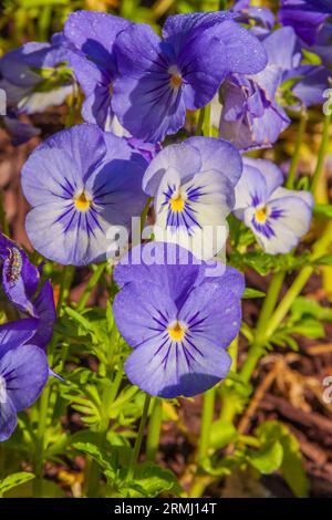 Pansy flowers hybrid, Viola x wittrockiana 'Panola True Blue XP', at Callaway Gardens in Pine Mountain, Georgia. Stock Photo