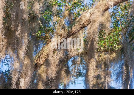 Spanish Moss, Tillandsia usneoides, an air-feeding plant or epiphyte, on trees at Bellingrath Gardens near Moblie, Alabama in early spring. Stock Photo