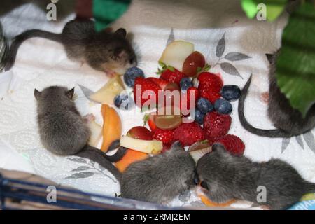 Munich, Germany. 25th Aug, 2023. Dormouse offspring are fed fruit at the Wildtierwaisen-Schutz e.V. sanctuary. (to dpa-Korr: 'Where dormice, squirrels and hares are nurtured') Credit: Michael Faulhaber/dpa/Alamy Live News Stock Photo