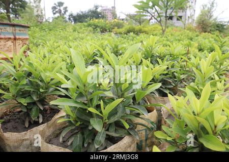 Chinese ixora flower plant on farm for harvest are cash crops Stock Photo