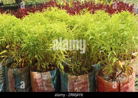 Polyscias fruticosa leaf plant on farm for sell are cash crops Stock Photo