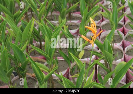 Orange Heliconia flower plant on farm for harvest are cash crops Stock Photo