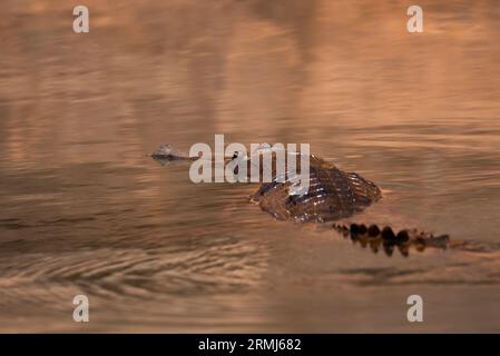 An Australian Freshwater Crocodile, Crocodylus johnstoni; swimming in an outback creek in north Queensland, Australia. Stock Photo