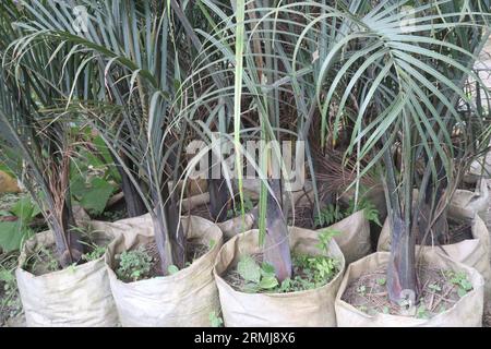 Dypsis decaryi tree on bag in farm for sell are cash crops Stock Photo