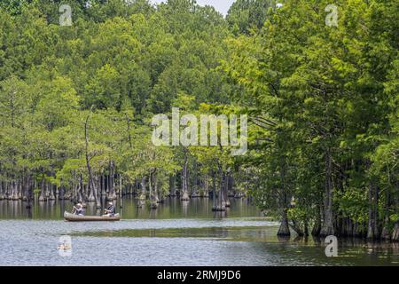 Senior couple paddling a canoe on Watson Pond at George L. Smith State Park in Twin City, Georgia. (USA) Stock Photo