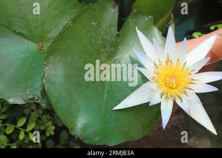 Pygmy water lily flower plant on pot in farm for harvest are cash crops Stock Photo