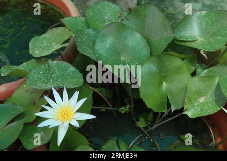 Pygmy water lily flower plant on pot in farm for harvest are cash crops Stock Photo