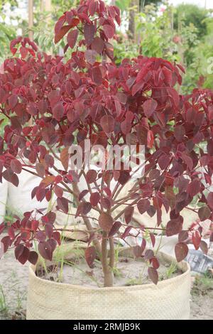 Euphorbia cotinifolia tree on farm for sell are cash crops That are more than 2100 varieties of the genus Stock Photo