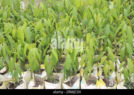 debdaru tree also commonly known by its Monoon longifolium on farm for harvest Stock Photo