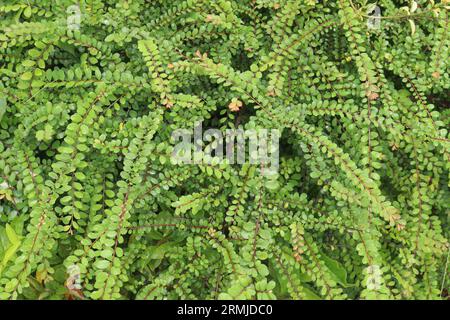 Lonicera nitida is a species of flowering plant in the honeysuckle family  on farm for harvest are cash crops Stock Photo - Alamy