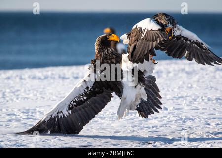 Steller's Eagle flying (Haliaeteus pelagicus),2 raptors are fighting in snow. Hokkaido island, Japan Stock Photo