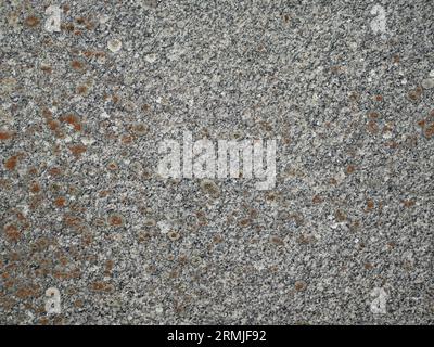 horizontal grey granite stone slab background with orange lichen. Stock Photo