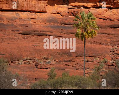 Livistona Palm Tree, Livistona mariae,  also known as a red cabbage palm in outback Central Australia. Stock Photo