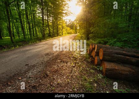 Pieces of trees by the road in the green forest Stock Photo