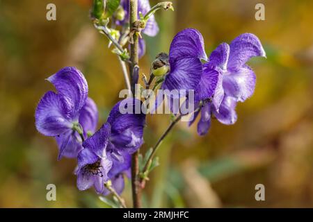 Monkshoos (Aconitum napellus) on swiss Jura Stock Photo