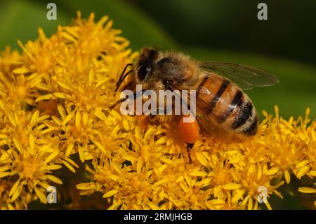 Honey bee collecting pollen on Solidago gigantea, an invasive plant Stock Photo