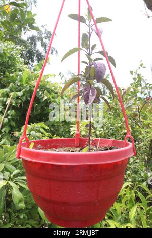 holy basil to tackle stress, anxiety, and relaxing from inflammation with a cup of tea made with the leaves and an adapted antioxidant properties, It Stock Photo