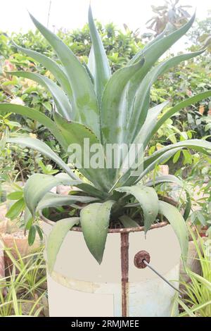 foxtail agave leaf plant on pot in farm for sell are cash crops Stock Photo