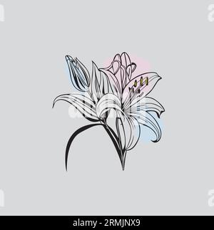 Lily Flower, outline lily flower white background Stock Vector