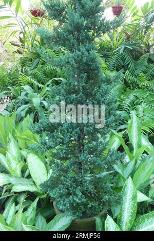 Sawara cypress tree on farm for sell are cash crops Stock Photo