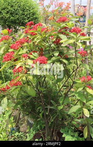 Ixora coccinea flower plant on farm for harvest are cash crops Stock Photo