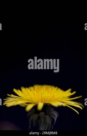 Yellow dandelion on black background Stock Photo