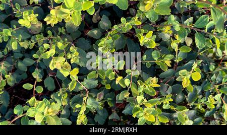 Green leaves background. Greenery pattern. Bushes. Stock Photo