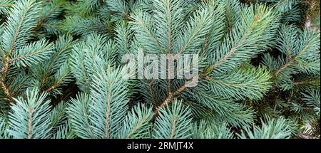 Pine needles background. Close up of christmas tree. Stock Photo