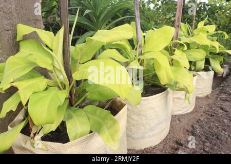 succulents amazon Rare Succulents