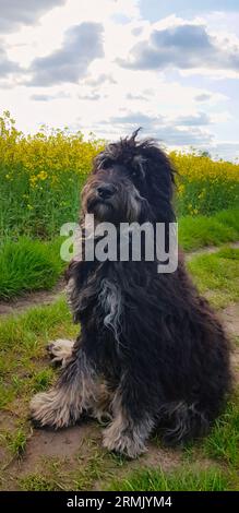 Goldendoodle dog sitting on the meadow. Black doodle with phantom drawing. Lovely loyal pet in nature. Animal photo Stock Photo