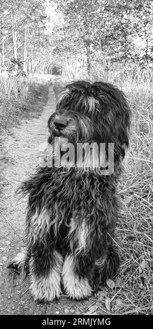 Goldendoodle dog sitting on the path in black white. Black doodle with phantom drawing. Lovely loyal pet in nature. Animal photo Stock Photo