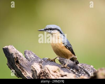 European nuthatch foraging in late summer mid Wales Stock Photo