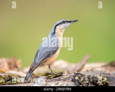 European nuthatch foraging in late summer mid Wales Stock Photo