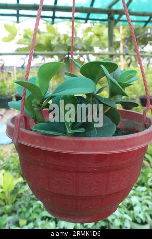 baby rubber plant on hanging pot in farm for sell are cash crops Stock Photo