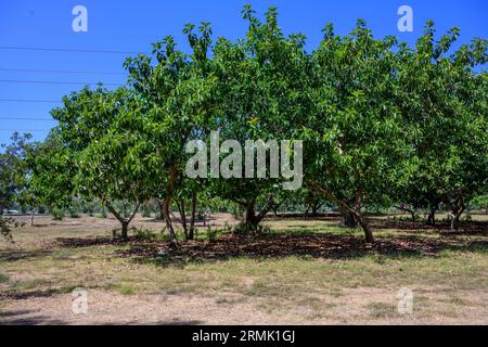 A copse of Ficus elastica, the rubber fig, rubber bush, rubber tree, rubber plant, or Indian rubber bush, Indian rubber tree, is a species of flowerin Stock Photo