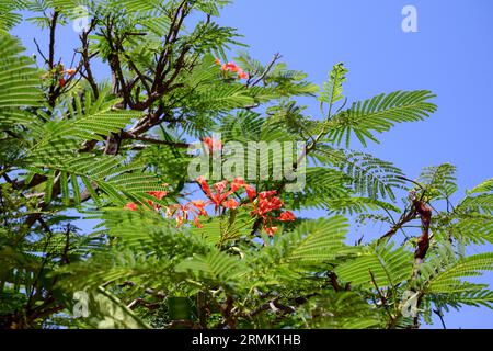 Flowers and seed pods of the Flame of the forest tree flowers (Delonix regia). Native to Madagascar Stock Photo