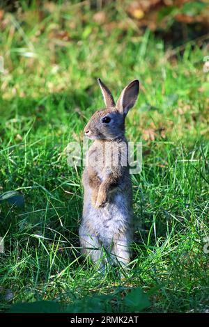 A young European rabbit perched on a patch of lush green grass in a meadow Stock Photo