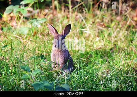 A young European rabbit perched on a patch of lush green grass in a meadow Stock Photo
