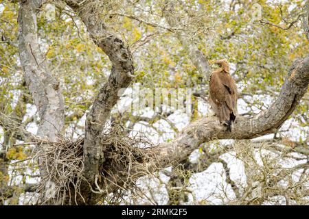 Wahlberg's eagle (Aquila wahlbergi) adult, standing next to nest in tree, Kruger national park, South Africa. Stock Photo
