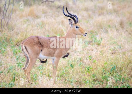 Two Red-billed Oxpecker (Buphagus erythrorynchus) eating insects from an impala (Aepyceros melampus) adult male, Kruger National Park, South Africa. Stock Photo