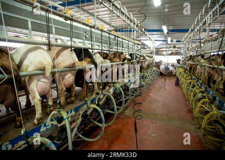 Herd of goats being milked by an automatic milking machine on a dairy ...