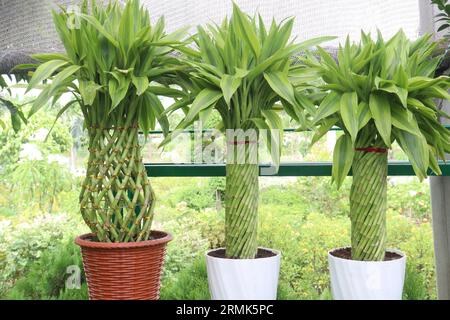 Lucky Bamboo Braided Tower plant on farm for harvest are cash crops Stock Photo