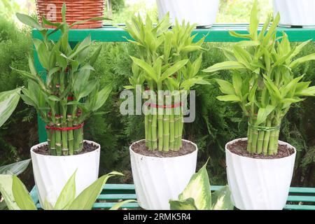 Lucky Bamboo Braided Tower plant on farm for harvest are cash crops Stock Photo