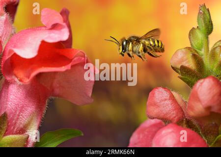 European wool carder bee (Anthidium manicatum) in flight at the flower of the large snapdragon (Antirrhinum majus), macro photo Stock Photo