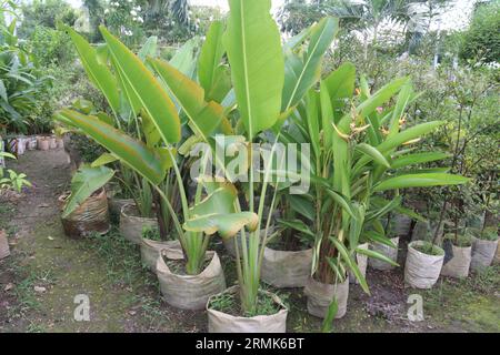 Orange Heliconia flower plant on farm for harvest are cash crops Stock Photo