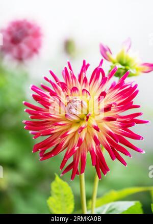 Beautiful red and yellow 'Lindsay Michelle' cactus dahlia at sunny day with nice and soft blurry bokeh background. Floristic or gardening concept. Stock Photo