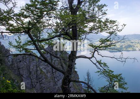 Traunsee lake with Alps seen from hill Kleiner Schonberg. Austria landscape. Austria Stock Photo