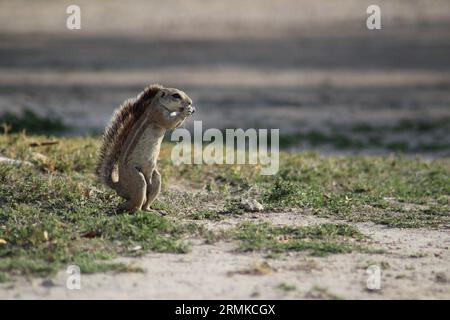 Squirrel standing on grass and eating nuts Stock Photo