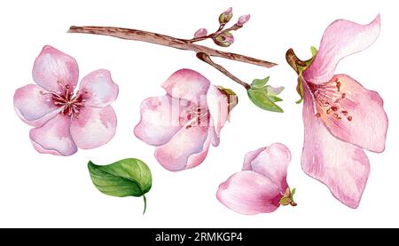 Set of pink flowers of peach tree watercolor illustration isolated on white. Blossom fruit tree, white bloom hand painting. Design element for wedding Stock Photo